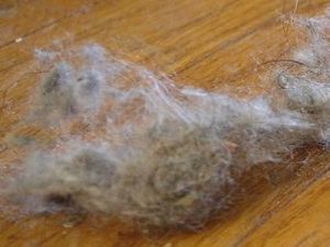 Néhány dolog, amitől allergiások lehetünk az otthonunkban