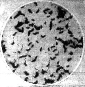 Vajon miért terjednek még ezek a betegségek?