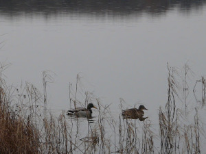A téli Tihany szépsége