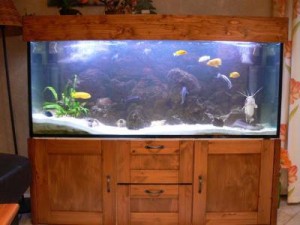 Hogyan tartsunk akváriumot a lakásban?