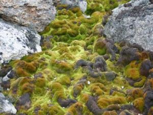 Az Antarktiszon vajon élnek-e növények?