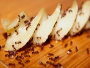 Milyen házi praktikák vannak a hangyák ellen?