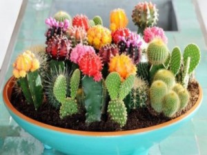 Hogyan gondozzuk a kaktuszt hatékonyan?