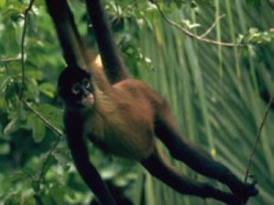 Milyen állatok élnek az esőerdőkben?