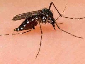 Szúnyogok elleni védekezés hogyan lehetséges?