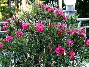 Tartsa távol magától a leandert, mérgező!