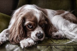 Bravecto tabletta kutyáknak hol kapható?