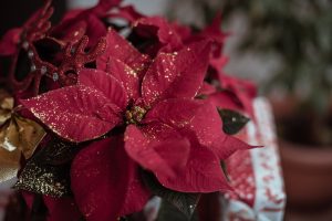 4 dekoratív szobanövény, ami karácsony környékén díszít
